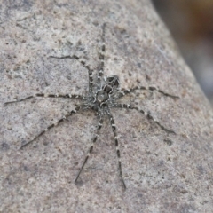 Pisauridae (family) (Water spider) at Namadgi National Park - 7 Jan 2017 by HarveyPerkins