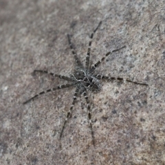 Pisauridae (family) at Cotter River, ACT - 7 Jan 2017 04:45 PM