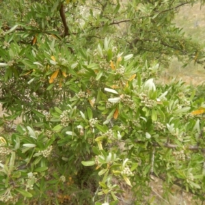 Pyracantha angustifolia at Stromlo, ACT - 8 Jan 2017