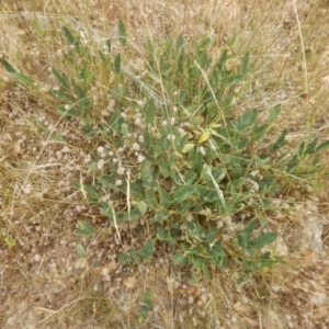 Oxytes brachypoda at Stromlo, ACT - 8 Jan 2017