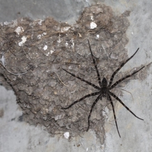 Megadolomedes australianus at Rendezvous Creek, ACT - 14 Feb 2016