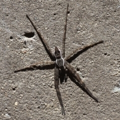 Pisauridae (family) (Water spider) at Rendezvous Creek, ACT - 14 Feb 2016 by HarveyPerkins