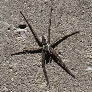 Pisauridae (family) at Rendezvous Creek, ACT - 14 Feb 2016 12:10 PM