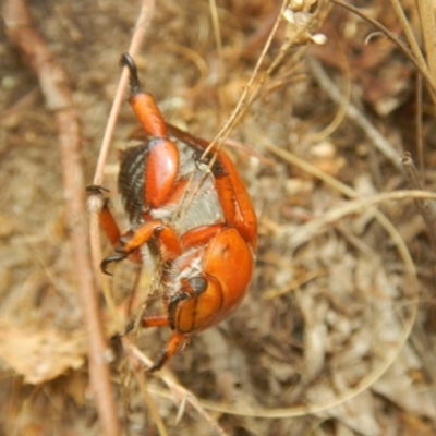 Anoplognathus montanus (Montane Christmas beetle) at Stony Creek - 8 Jan 2017 by MichaelMulvaney
