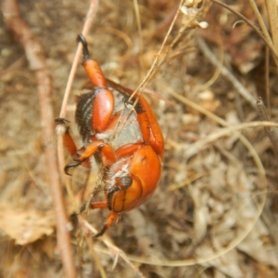 Anoplognathus montanus (Montane Christmas beetle) at Stromlo, ACT - 8 Jan 2017 by MichaelMulvaney