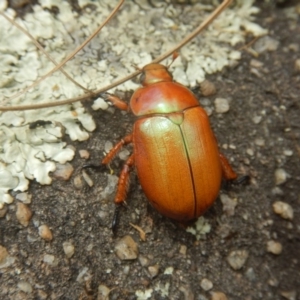 Anoplognathus montanus at Stromlo, ACT - 8 Jan 2017