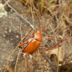 Anoplognathus montanus at Stromlo, ACT - 8 Jan 2017