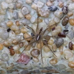 Pisauridae (family) (Water spider) at Kambah, ACT - 9 Nov 2014 by HarveyPerkins
