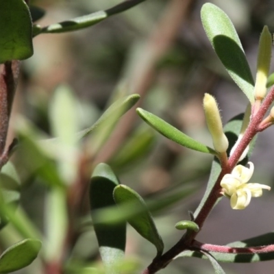 Persoonia subvelutina at Cotter River, ACT - 17 Jan 2016 by HarveyPerkins