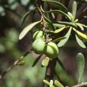 Persoonia subvelutina at Cotter River, ACT - 17 Jan 2016