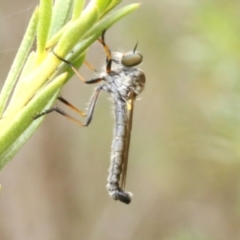 Cerdistus sp. (genus) (Yellow Slender Robber Fly) at O'Connor, ACT - 29 Dec 2016 by ibaird