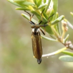 Cerdistus sp. (genus) at O'Connor, ACT - 29 Dec 2016 01:57 PM