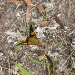 Trapezites symmomus (Splendid Ochre) at Bemboka, NSW - 2 Jan 2017 by JanetRussell