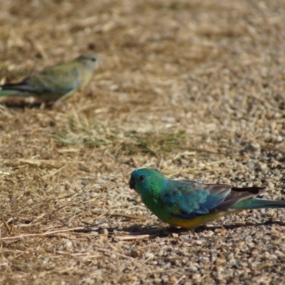 Psephotus haematonotus (Red-rumped Parrot) at Belconnen, ACT - 6 Jan 2017 by Tammy