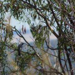 Coracina novaehollandiae (Black-faced Cuckooshrike) at Belconnen, ACT - 6 Jan 2017 by Tammy