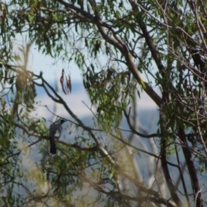 Coracina novaehollandiae at Belconnen, ACT - 7 Jan 2017 09:07 AM