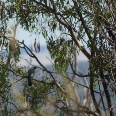 Coracina novaehollandiae (Black-faced Cuckooshrike) at Belconnen, ACT - 7 Jan 2017 by Tammy