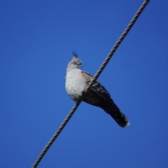 Ocyphaps lophotes (Crested Pigeon) at Belconnen, ACT - 6 Jan 2017 by Tammy