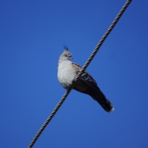 Ocyphaps lophotes at Belconnen, ACT - 7 Jan 2017