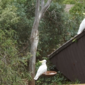 Cacatua galerita at Cook, ACT - 4 Jan 2017