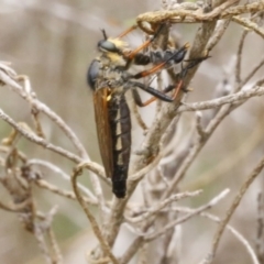 Neoscleropogon sp. (genus) (Robber fly) at O'Connor, ACT - 29 Dec 2016 by ibaird