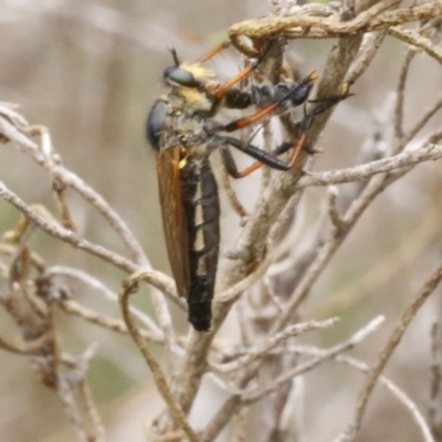 Neoscleropogon sp. (genus) (Robber fly) at Bruce Ridge - 29 Dec 2016 by ibaird