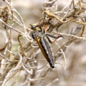 Neoscleropogon sp. (genus) at O'Connor, ACT - 29 Dec 2016 02:23 PM