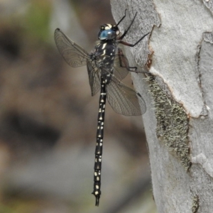 Austroaeschna multipunctata at Booth, ACT - 8 Jan 2017