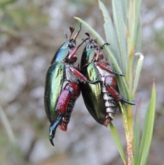 Repsimus manicatus montanus (Green nail beetle) at Paddys River, ACT - 6 Jan 2017 by michaelb