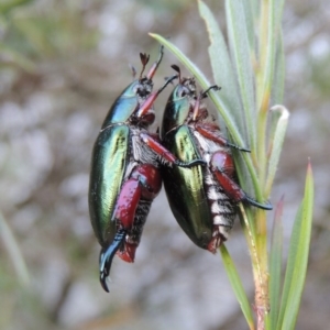 Repsimus manicatus montanus at Paddys River, ACT - 7 Jan 2017 12:00 AM