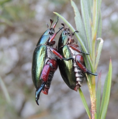Repsimus manicatus montanus (Green nail beetle) at Pine Island to Point Hut - 6 Jan 2017 by michaelb