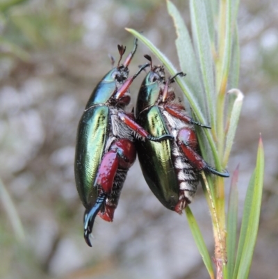 Repsimus manicatus montanus (Green nail beetle) at Paddys River, ACT - 6 Jan 2017 by michaelb