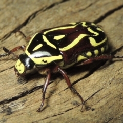 Eupoecila australasiae (Fiddler Beetle) at Pine Island to Point Hut - 8 Jan 2017 by michaelb