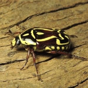 Eupoecila australasiae at Paddys River, ACT - 8 Jan 2017