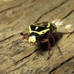 Eupoecila australasiae at Paddys River, ACT - 8 Jan 2017 09:56 PM