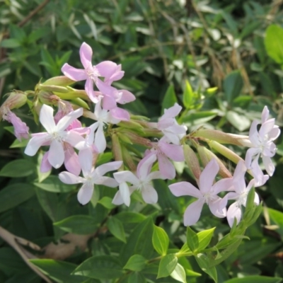 Saponaria officinalis (Soapwort, Bouncing Bet) at Paddys River, ACT - 4 Jan 2017 by MichaelBedingfield