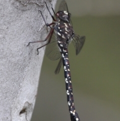 Austroaeschna multipunctata (Multi-spotted Darner) at Cotter River, ACT - 7 Jan 2017 by HarveyPerkins