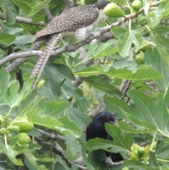 Eudynamys orientalis (Pacific Koel) at Conder, ACT - 8 Jan 2017 by MichaelBedingfield