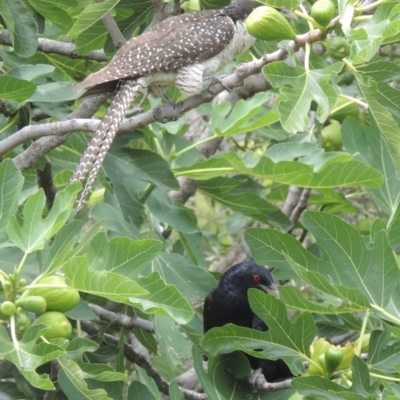 Eudynamys orientalis (Pacific Koel) at Pollinator-friendly garden Conder - 8 Jan 2017 by michaelb