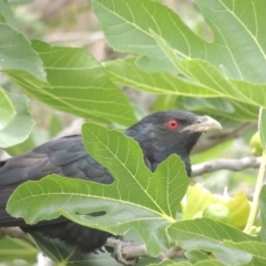 Eudynamys orientalis at Conder, ACT - 8 Jan 2017 02:49 PM