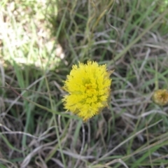 Rutidosis leiolepis (Monaro Golden Daisy) at Nimmitabel, NSW - 1 Jan 2017 by GeoffRobertson