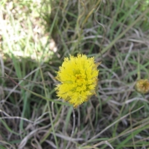 Rutidosis leiolepis at Nimmitabel, NSW - 2 Jan 2017