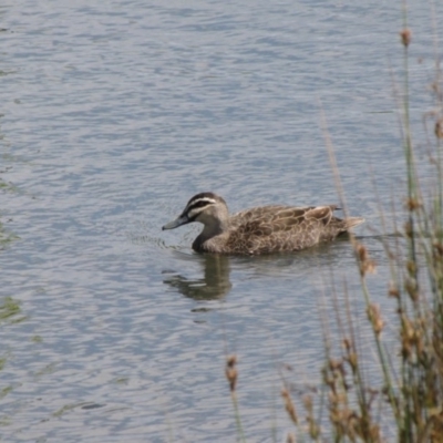 Anas superciliosa (Pacific Black Duck) at Nimmitabel, NSW - 1 Jan 2017 by GeoffRobertson