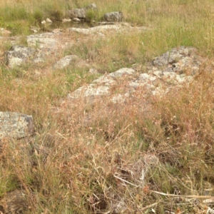 Themeda triandra at Amaroo, ACT - 9 Jan 2017 09:15 AM