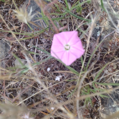 Convolvulus angustissimus subsp. angustissimus (Australian Bindweed) at Ngunnawal, ACT - 9 Jan 2017 by GeoffRobertson