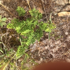 Cheilanthes sieberi (Rock Fern) at Ngunnawal, ACT - 9 Jan 2017 by GeoffRobertson