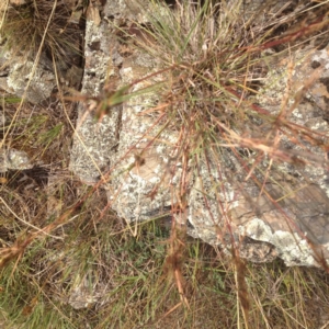 Cymbopogon refractus at Ngunnawal, ACT - 9 Jan 2017