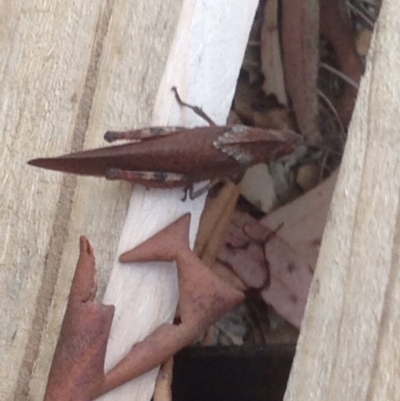 Goniaea australasiae (Gumleaf grasshopper) at QPRC LGA - 8 Jan 2017 by Safarigirl