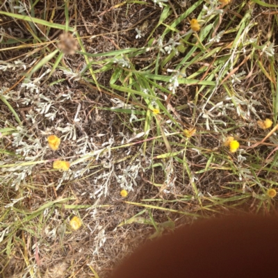 Chrysocephalum apiculatum (Common Everlasting) at Moncrieff, ACT - 8 Jan 2017 by GeoffRobertson