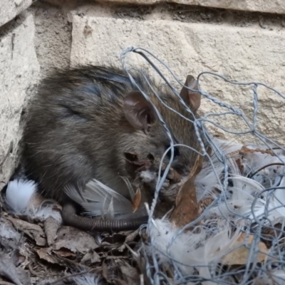 Rattus rattus (Black Rat) at Fadden, ACT - 22 Oct 2016 by ArcherCallaway